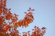 Leaves and blue sky