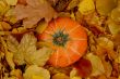 Autumn pumpkin