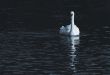 white swan