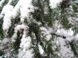 a branch of christmas-tree covered by snow