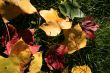 Autumn Colors