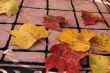 Autumn Colors