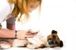 little girl and jack russel