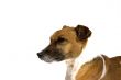 jack russel