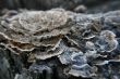 Tree Fungus