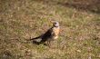 Turdus pilaris