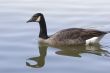 Goose Swimming