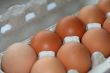 ten eggs in a carton