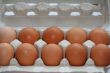 ten eggs in a carton