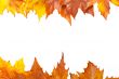 Autumn border