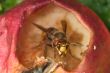 Hornet in apple