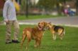 Dog training
