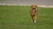Retriever running