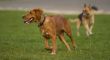 Dogs running