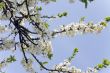 apple tree