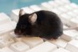 mouse on a keyboard