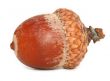 extreme close-up of dry brown acorn