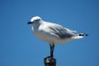 Seagull