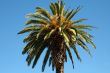 Palm Tree