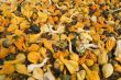 Many Gourds