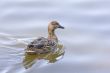 Wet Female Mallard