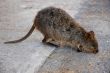 Quokka