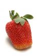 Single Strawberry