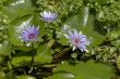 water lilies