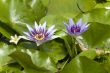 water lilly