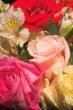 Assorted Roses