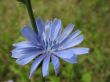 Flower of chicory close up