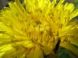 Petals of a dandelion close up