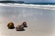 coconuts