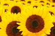 beautiful sunflowers in a sunny day