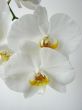 Close-up of a white orchid