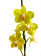 Yellow orchid isolated on white