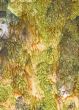 background, green-brown