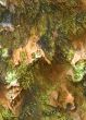 background, green-brown