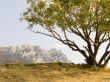 Lonely pistachio tree