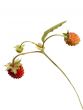Wild strawberry