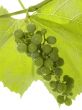 Cluster of a young green grapes