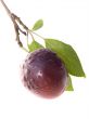 Fruits ripe violet sweet plums