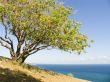 Pistachio tree