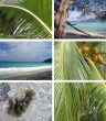 Tropical installation. Seychelles