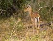 Gazelle