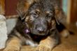 German Shepherd Puppy