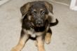 German Shepherd Puppy