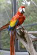 gorgeous macaw