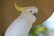 White parot