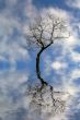 The tree